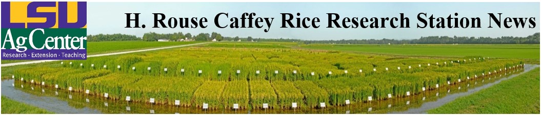 2020 H. Rouse Caffey Rice Research Station Newsletters